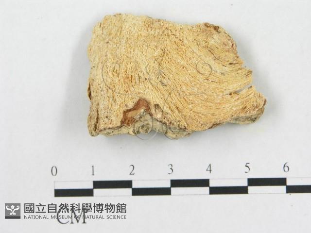 登錄號:F0017779藏品圖，第3張