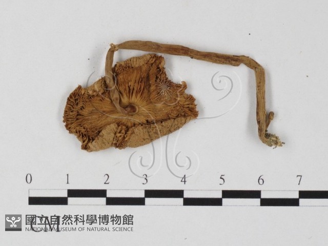 登錄號:F0025779藏品圖，第3張
