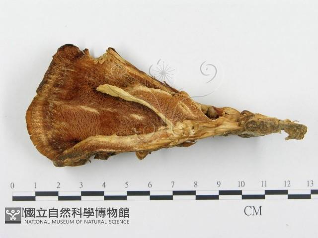 登錄號:F0005779藏品圖，第3張