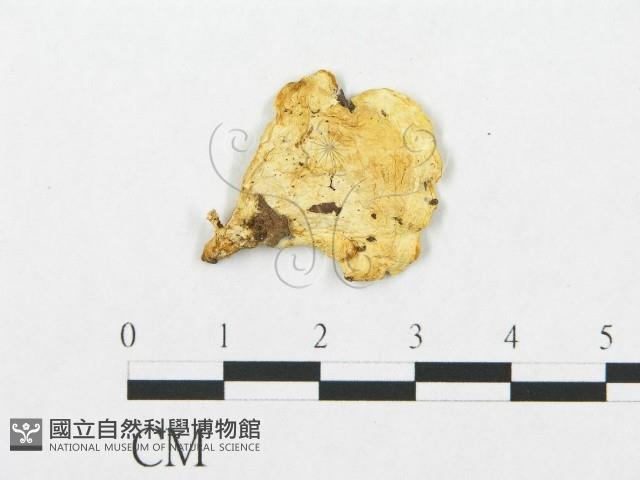 登錄號:F0015779藏品圖，第1張