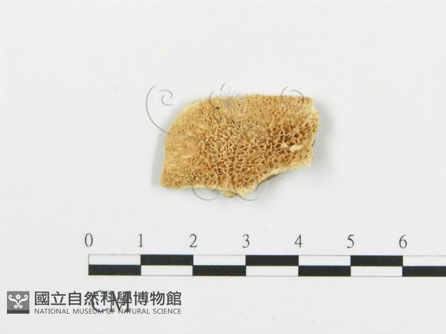 登錄號:F0019779藏品圖，第1張