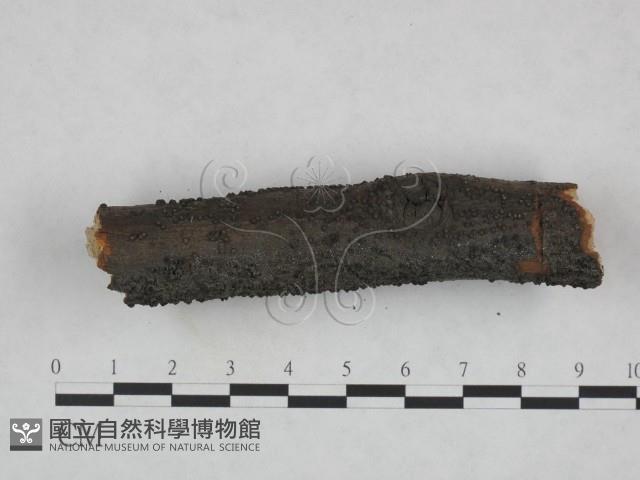 登錄號:F0023779藏品圖，第3張