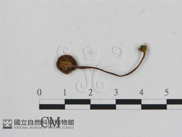 小菇屬藏品圖，第3張