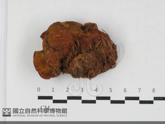 登錄號:F0033779藏品圖，第3張