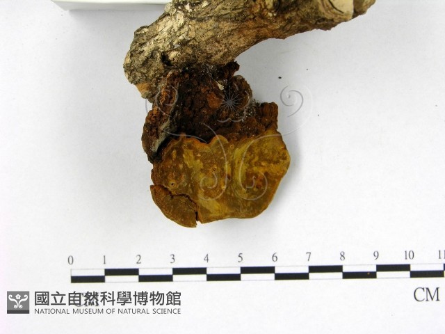 登錄號:F0010579藏品圖，第3張