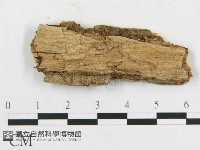 登錄號:F0006579藏品圖，第3張