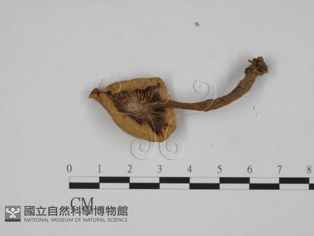 登錄號:F0024579藏品圖，第3張