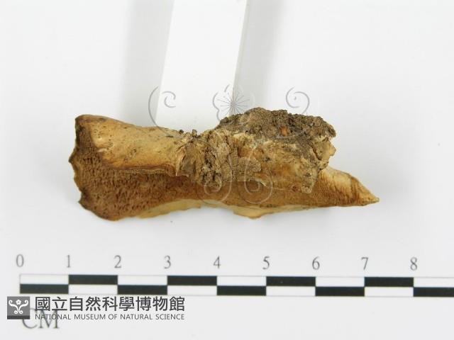 登錄號:F0004579藏品圖，第3張