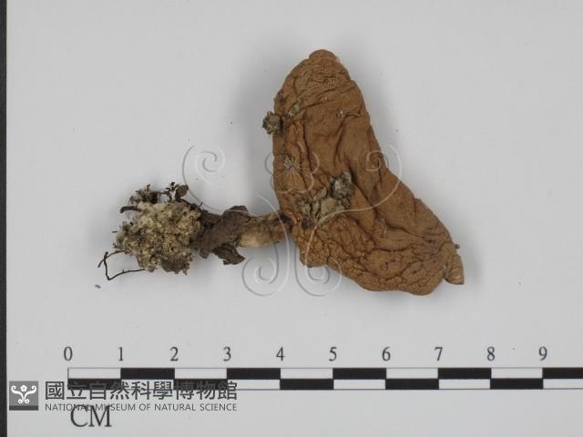 登錄號:F0014579藏品圖，第3張