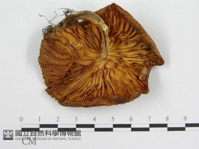 登錄號:F0012579藏品圖，第3張