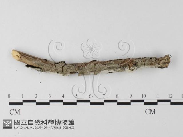 登錄號:F0025579藏品圖，第3張