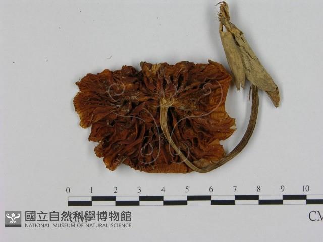 登錄號:F0015579藏品圖，第3張