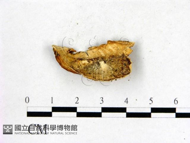登錄號:F0009579藏品圖，第3張