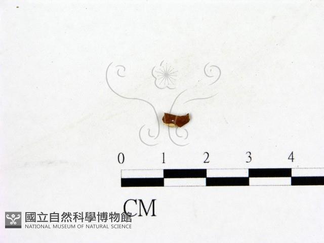 登錄號:F0019579藏品圖，第3張