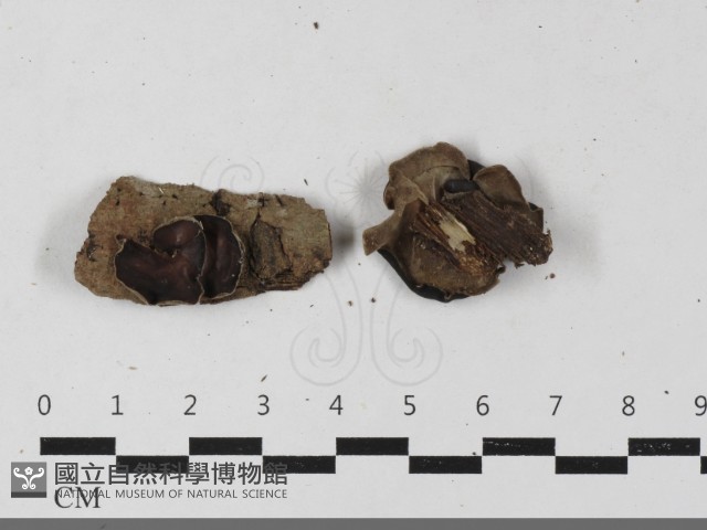 毛木耳藏品圖，第3張
