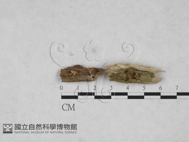 登錄號:F0028179藏品圖，第3張