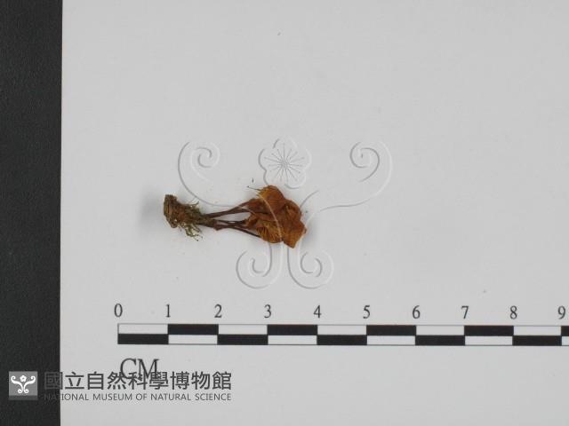 登錄號:F0008179藏品圖，第3張