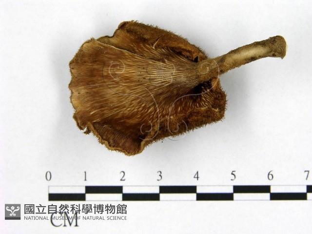 登錄號:F0020179藏品圖，第3張