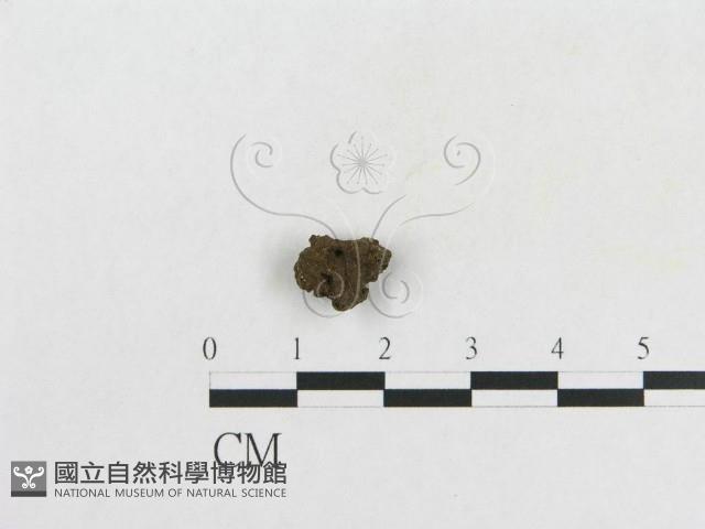 登錄號:F0010179藏品圖，第3張