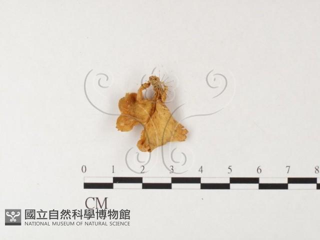 登錄號:F0026179藏品圖，第1張