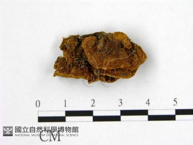 登錄號:F0006179藏品圖，第3張