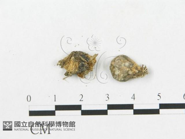 登錄號:F0001179藏品圖，第3張