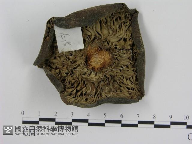登錄號:F0011179藏品圖，第3張