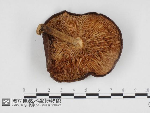 登錄號:F0024179藏品圖，第3張