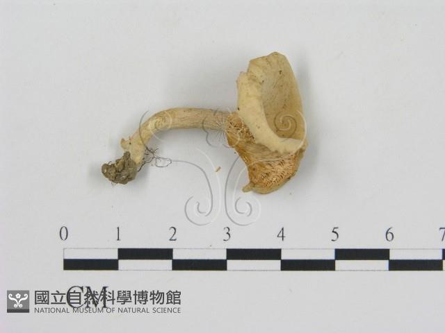 登錄號:F0014179藏品圖，第3張