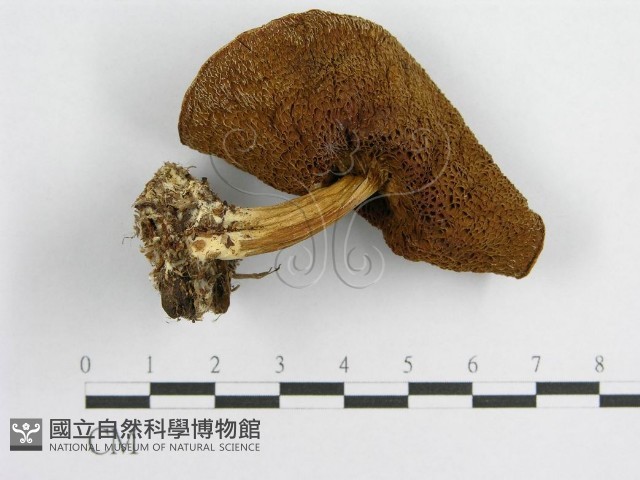 登錄號:F0002179藏品圖，第3張