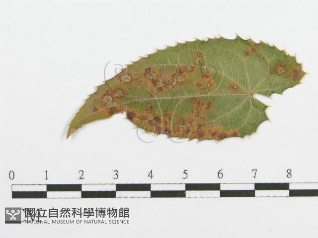 登錄號:F0019179藏品圖，第1張
