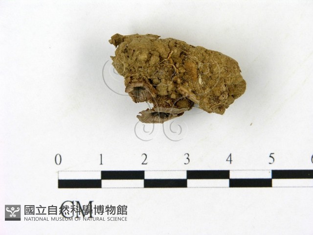 登錄號:F0023179藏品圖，第3張