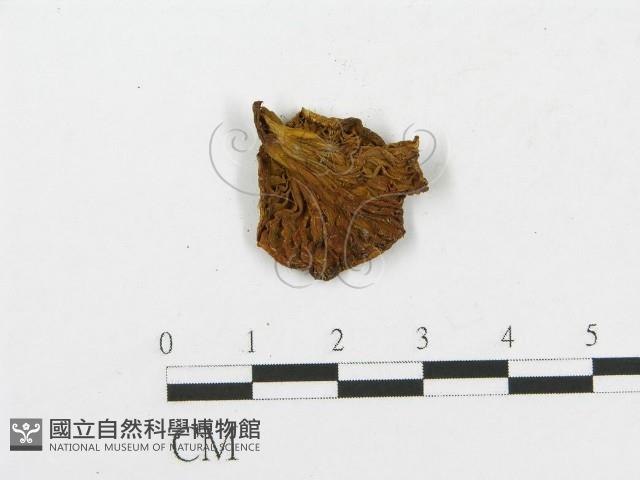 登錄號:F0013179藏品圖，第3張