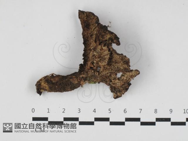 登錄號:F0033179藏品圖，第3張