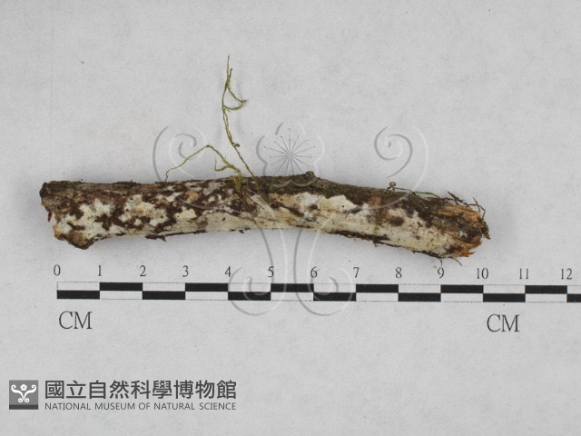絲皮菌屬藏品圖，第3張