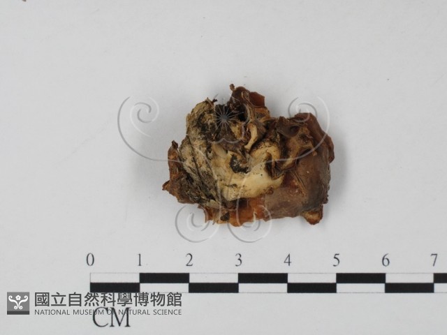登錄號:F0008079藏品圖，第3張