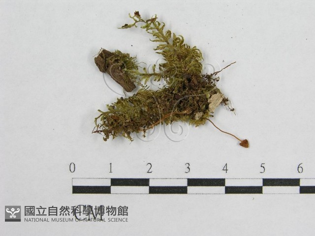 登錄號:F0016079藏品圖，第3張