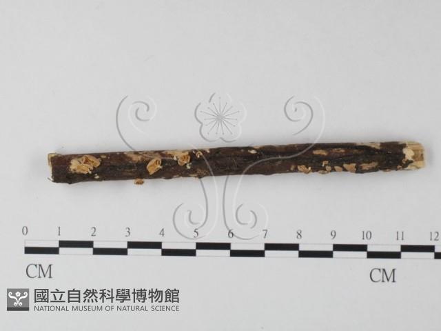 登錄號:F0001079藏品圖，第1張