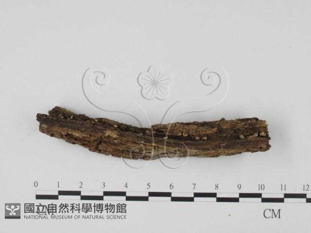 登錄號:F0004079藏品圖，第3張