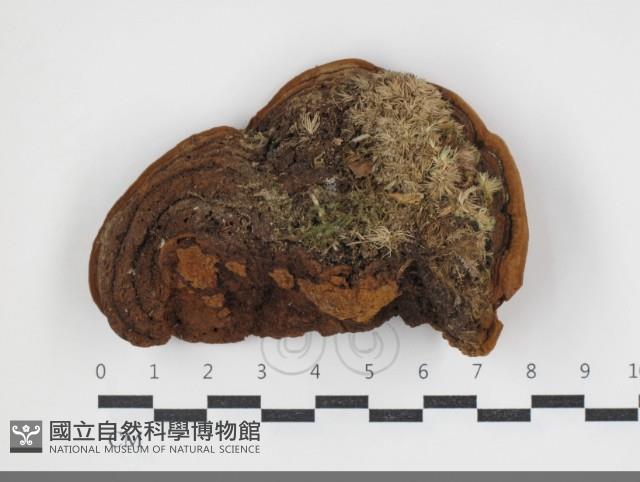 登錄號:F0034079藏品圖，第3張