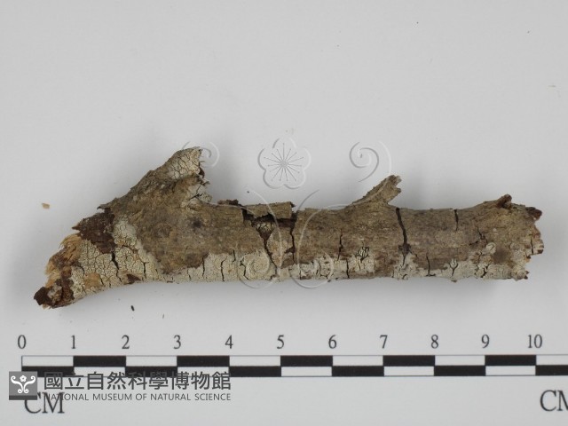 登錄號:F0022079藏品圖，第3張