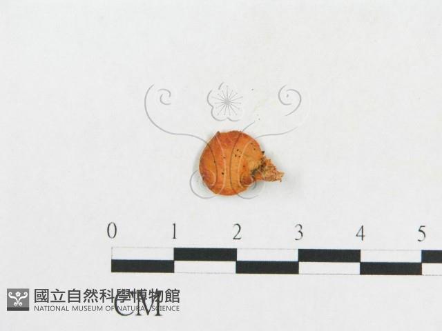 登錄號:F0007079藏品圖，第3張