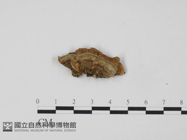 韌革菌屬藏品圖，第3張