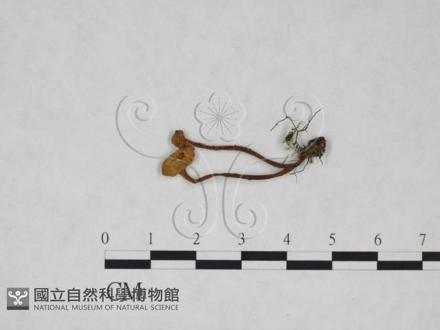 濕傘屬藏品圖，第3張