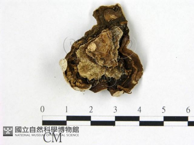 盤革菌屬藏品圖，第3張