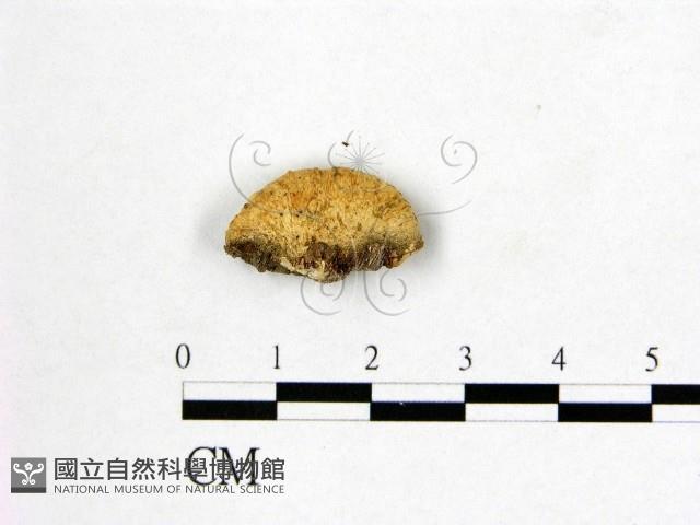 登錄號:F0009079藏品圖，第3張