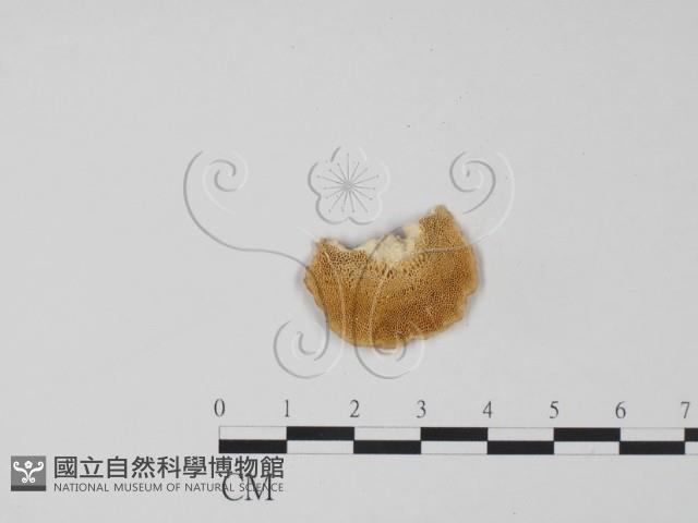 館號:F0019079藏品圖，第3張