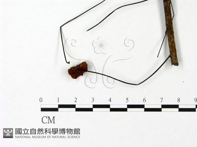 小皮傘屬藏品圖，第3張