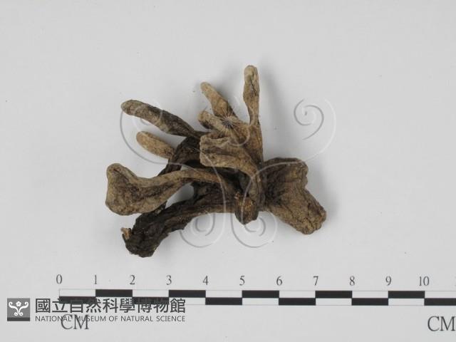 炭角菌屬藏品圖，第3張