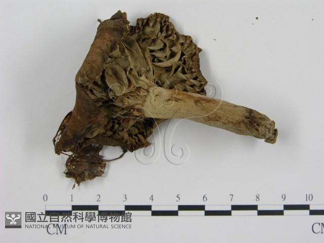 登錄號:F0013079藏品圖，第3張